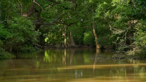 Gorgeous view of flooded shady tropical forest. Yala National Park, Sri Lanka. Видео 93596953
