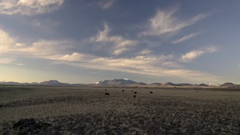 Gorgeous view flying low through herd of cattle grazing in the desert Stock Footage 124877267