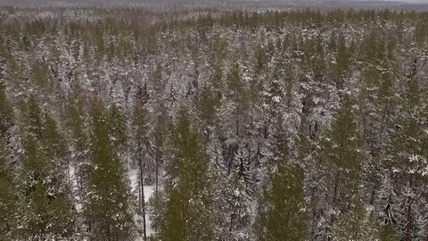 Gorgeous view of the forest in winter Stock Footage 70707167