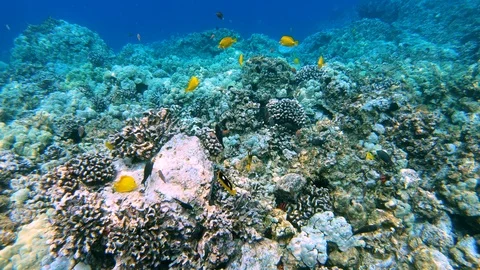 Gorgeous view of pristine coral reef with dozens of fish in Hawaii 4K 스톡 동영상 98424912