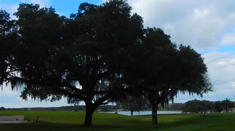 Gorgeous view of tree in open field at St Leo's University in Florida Vídeos de archivo 45603901