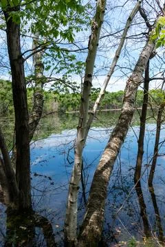 A gorgeous view of water near trees and plants at a local park in Minnesota. Stock Photos