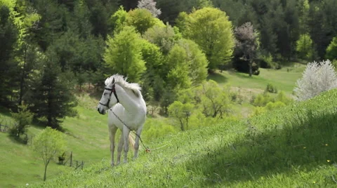 Gorgeous white horse waving mane on a green pasture. Spring in Rhodope mountain, Stock Footage 59361004
