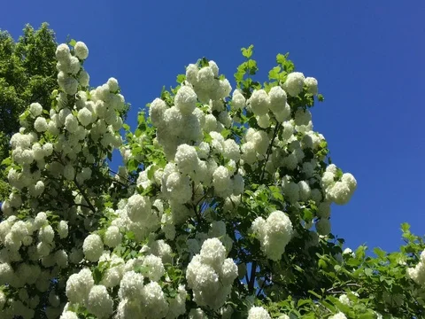 Gorgeous White Hydrangea Flower Stock Footage 76248021