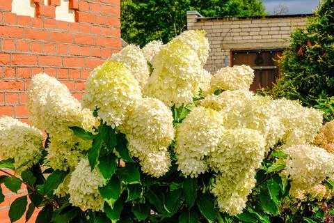 Gorgeous white hydrangea paniculata inflorescences in a summer garden, illumi Stock Photos