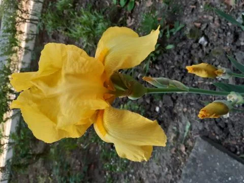 Gorgeous Yellow Iris Stock Photos