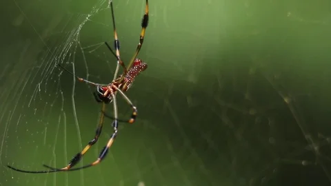 Gorgeously patterned orbweaver from Veracruz, Mexico Video stock 79770695