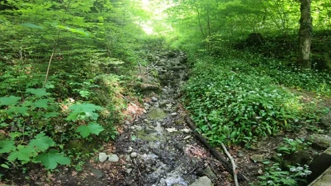 Gorges du Chauderon, 16 May 2020, Switzerland. 库存影片 130523640