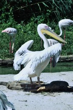 Gorgious pelican Stock Photos