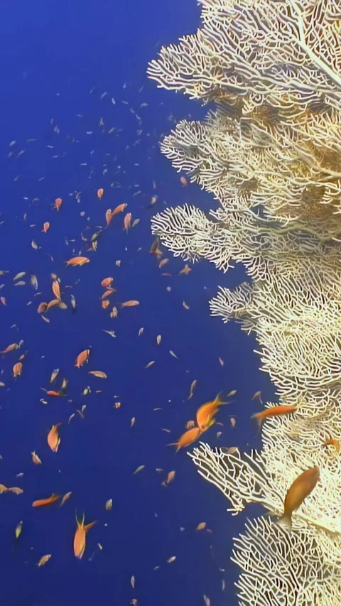 Gorgonaria fire corals thrive among colorful coral fish in the Red Sea Stock-Footage 299748047