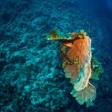 Gorgonaria Foto stock