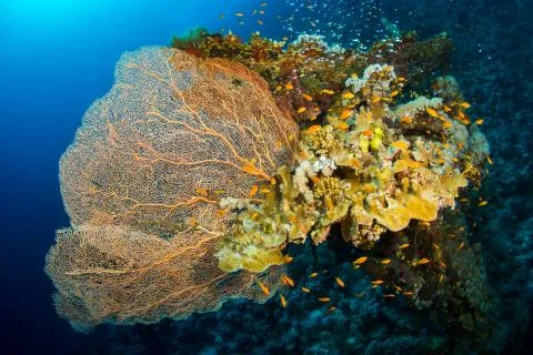 Gorgonaria Stock-Fotos