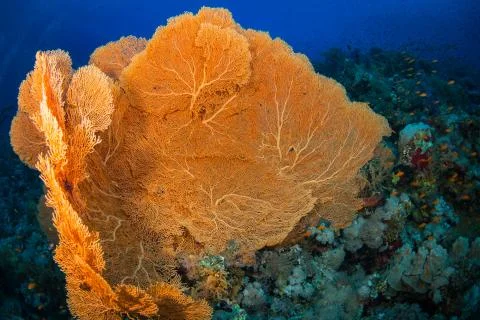 Gorgonaria Stock Photos