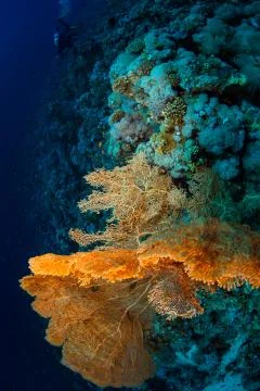 Gorgonaria Stock Photos