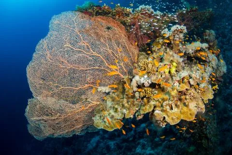Gorgonaria Foto stock