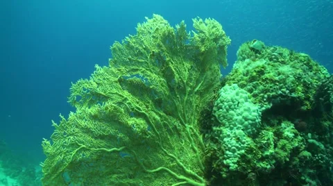 Gorgonia Coral Stock Footage 33531214