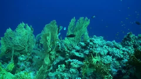 Gorgonia Corals Stock Footage 8982818