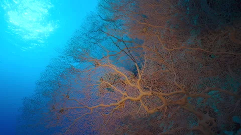 Gorgonia in slow motion Stock Footage 235185159