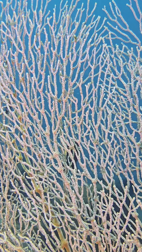Gorgonian on a blue background Stock Footage 340301618