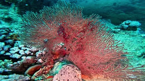 Gorgonian Coral Stock Footage 310679404