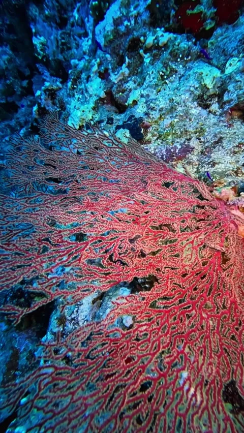 Gorgonian Coral. Stock Footage 319438148