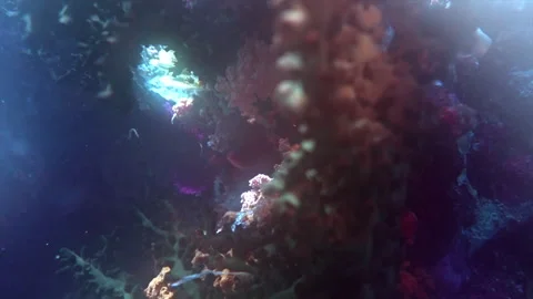 Gorgonian on a coral reef in diffuse light. Stock Footage 309666017
