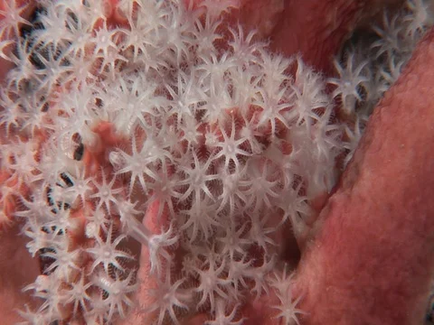 Gorgonian CU Stock Footage 98458165
