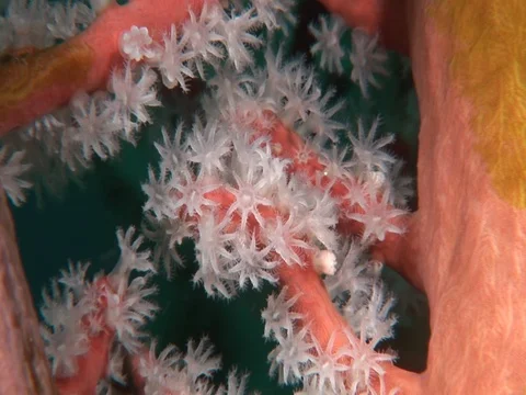 Gorgonian CU Stock Footage 98458166