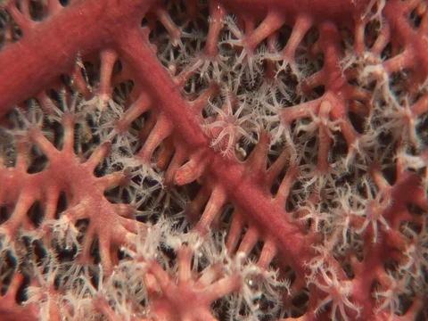 Gorgonian CU Stock Footage 98701972