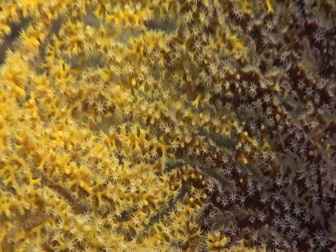 Gorgonian CU Stock Footage 98702350