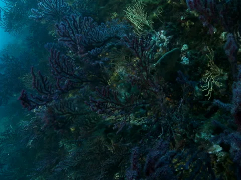 Gorgonians on a drop-off with white seabream fish, moving forward. Stock Footage 274084640