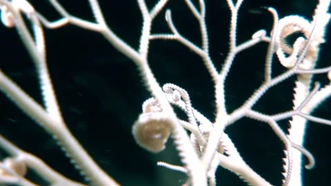 Gorgonocephalus Eucnemis Awaits in the Deep Ocean Stock-Footage 320384960