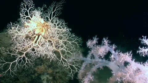 Gorgonocephalus Eucnemis Embraces the Deep Sea Night, Atlantic Ocean Stock Footage 320385000