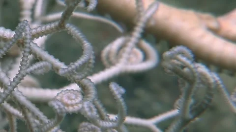Gorgonocephalus Eucnemis Starfish Unveiling Its Subaqueous Domain Video stock 320385001