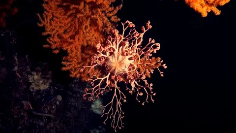 Gorgonocephalus Video stock 82494376