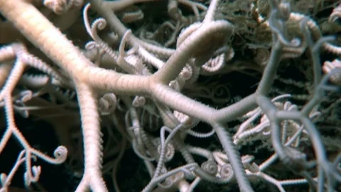 Gorgon's Head Basket Star Unveiling Its Tentacles on a Coral Branch Stock Footage 321117590