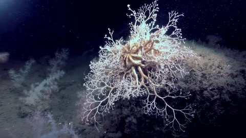 Gorgon's Head Brittle Star Unveils Tentacles in Deep Ocean Landscape Stock Footage 321117609