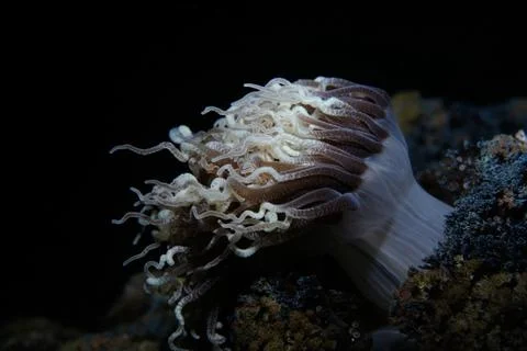 Gorgons head Foto stock