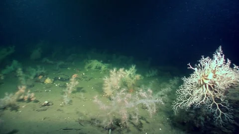 Gorgon's Head Starfish Unfurls on a Deep Sea Floor, Ophiuroidea Stock-Footage 321598241
