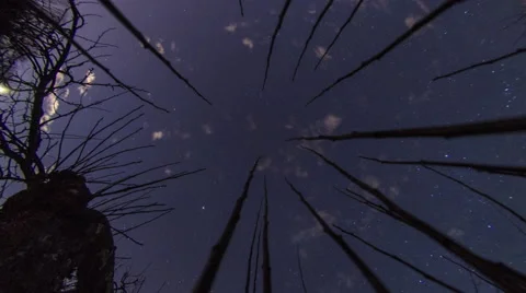 Gorham Trees with Moon and Clouds, Wide Stock Footage 68277169