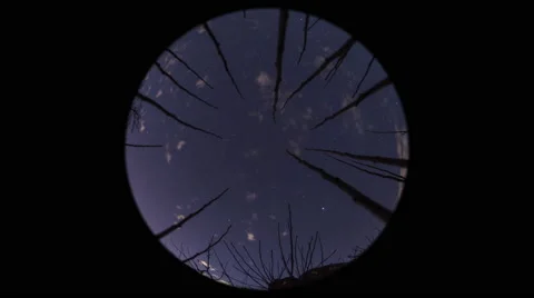 Gorham Trees with Moon and Clouds, Ultra Wide, VR, IR Stock Footage 68349133