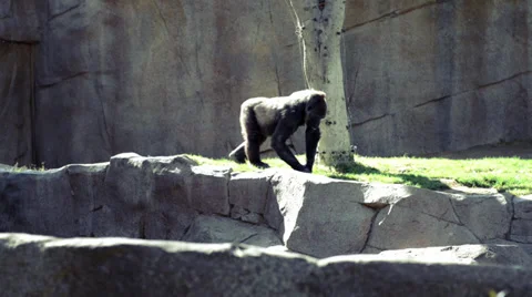 Gorila Stock Footage 32481595