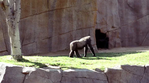 Gorila Stock Footage 32481818