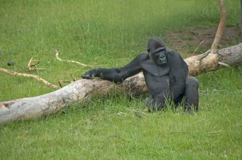 Gorilla 1 Stock Photos