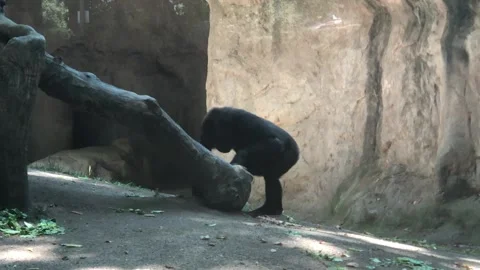 GORILLA 2 Stock Footage 135029725