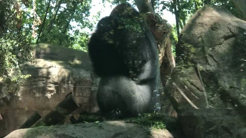 GORILLA 3 Stock Footage 135029734