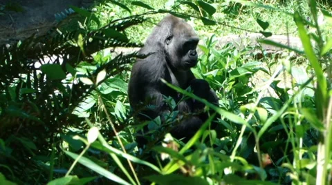 Gorilla  9912-1 Stock Footage 7900258