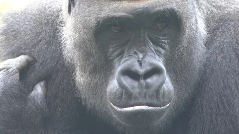 A Gorilla African Wildlife Stock Footage