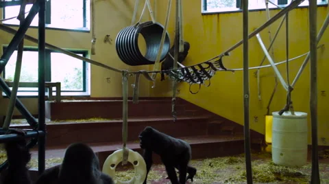 Gorilla and Monkeys in a Zoo Stock Footage 61350442