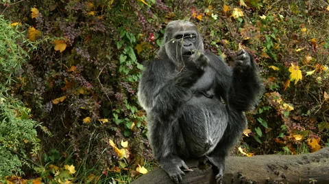 Gorilla, Ape, Eating, Sitting Video stock 56606563